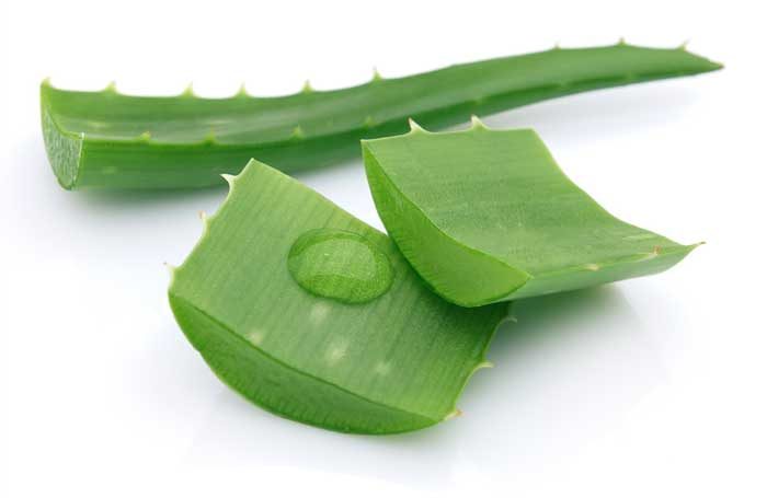 aloe-vera