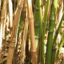 Plantar Bambu