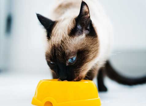 alimentos para não dar ao gato